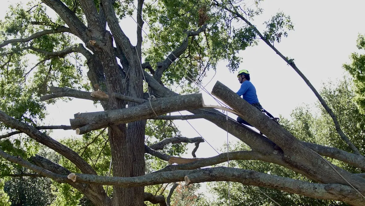 Professional Crown Thinning performed by certified arborists in Cochranville