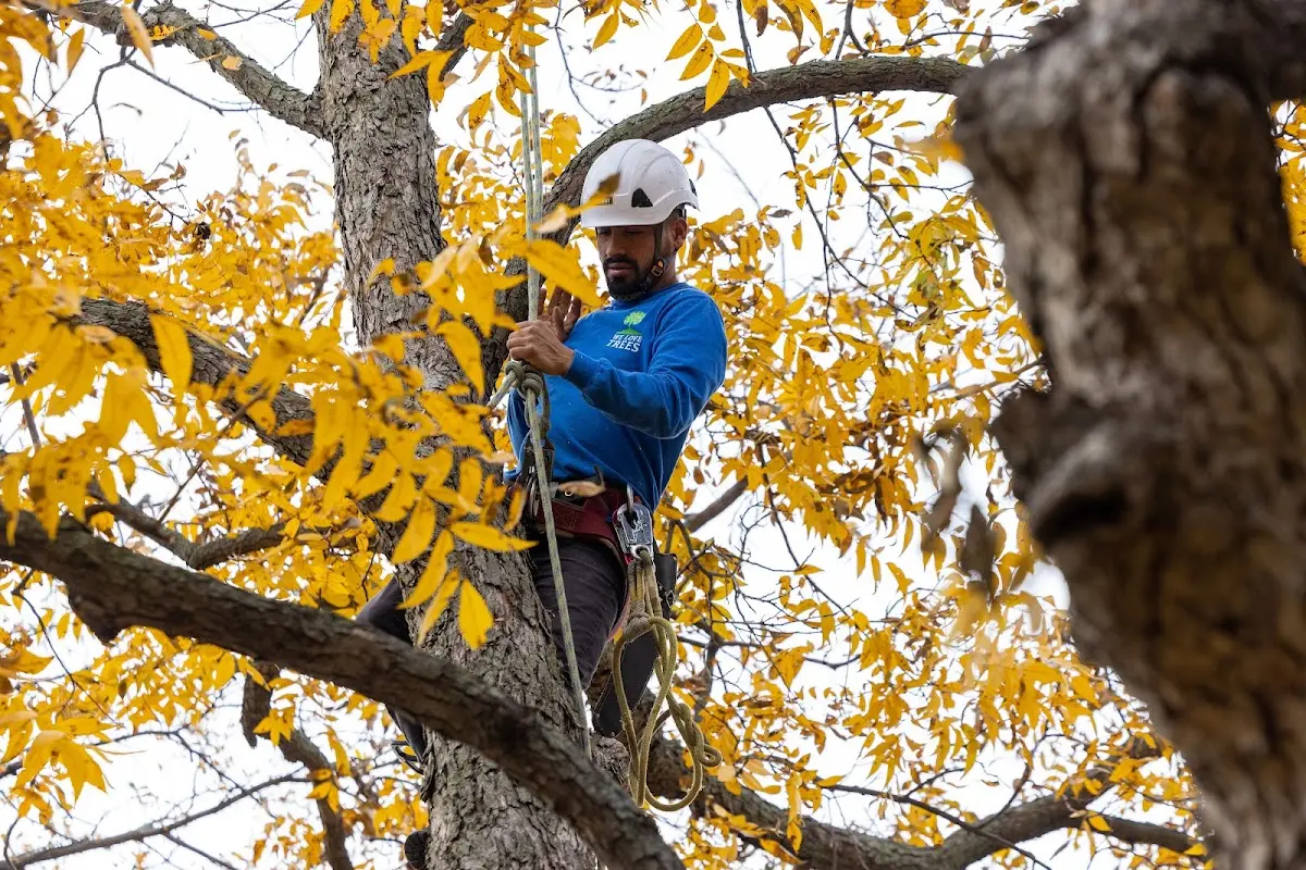 Skilled Tree Planting crew working in Cochranville