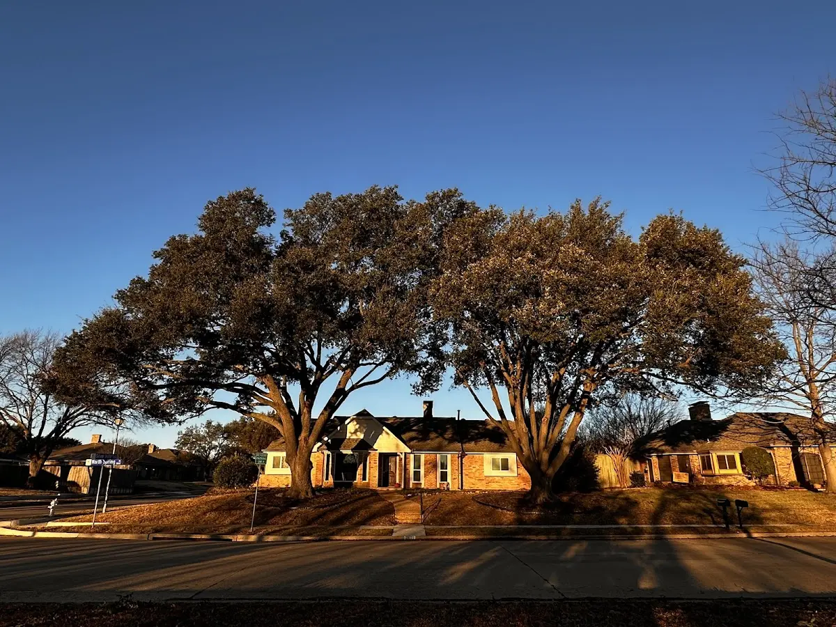Established residential canopy tree shading a home in Cochranville